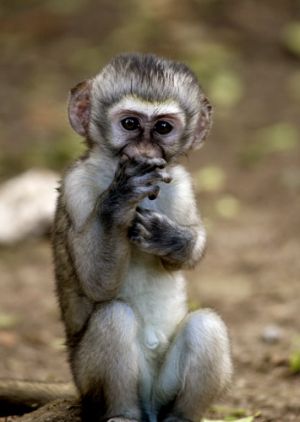 Very Young Vervet Monkey